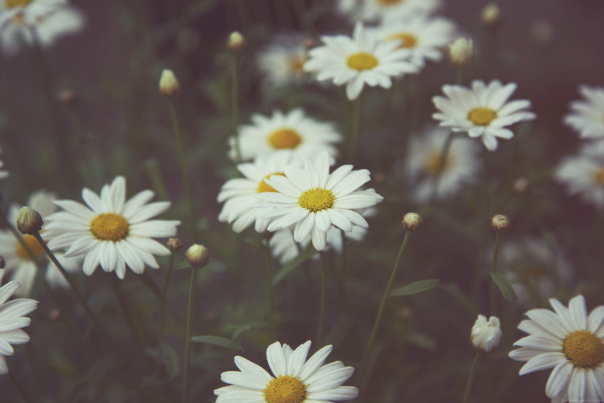 Daisies