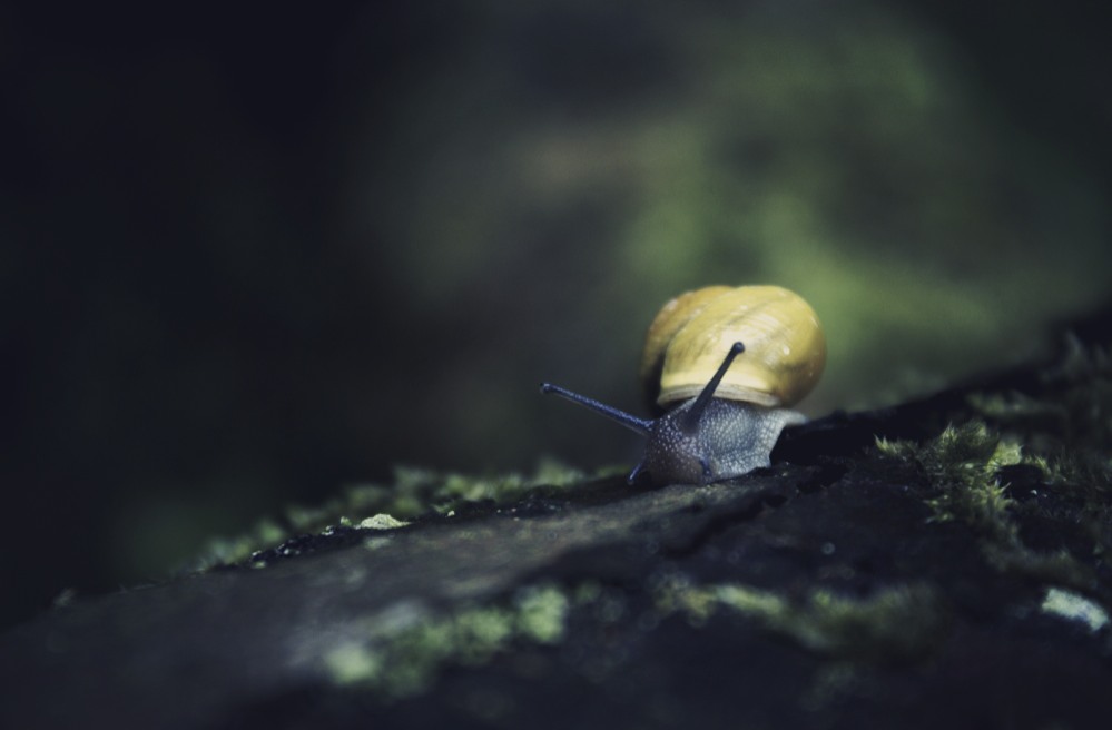 Snail